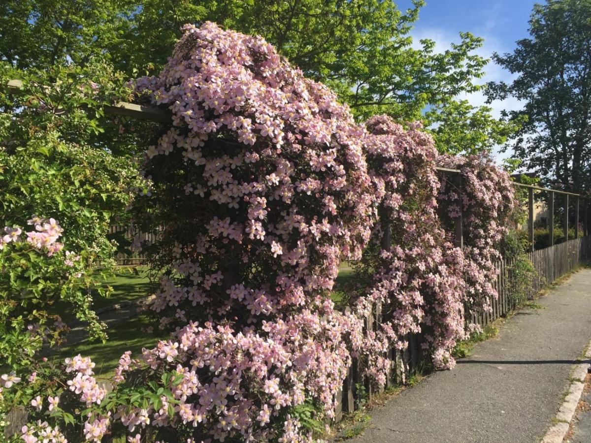 Aurora Bed & Breakfast Simrishamn Eksteriør bilde
